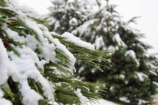 Зима наступает: Сочи в ближайшие сутки накроют заморозки и шквальный ветер