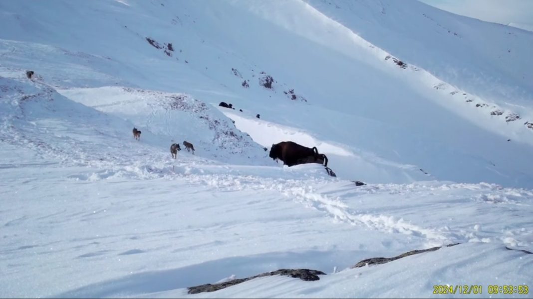Молодые волки попытались напасть на зубрёнка в Кавказском заповеднике — видео
