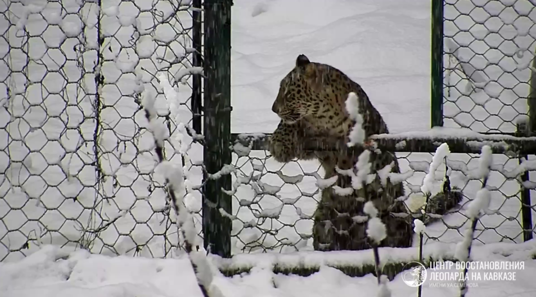 Уникальные кадры: Центр восстановления леопарда в Сочи показал зимние игры котят