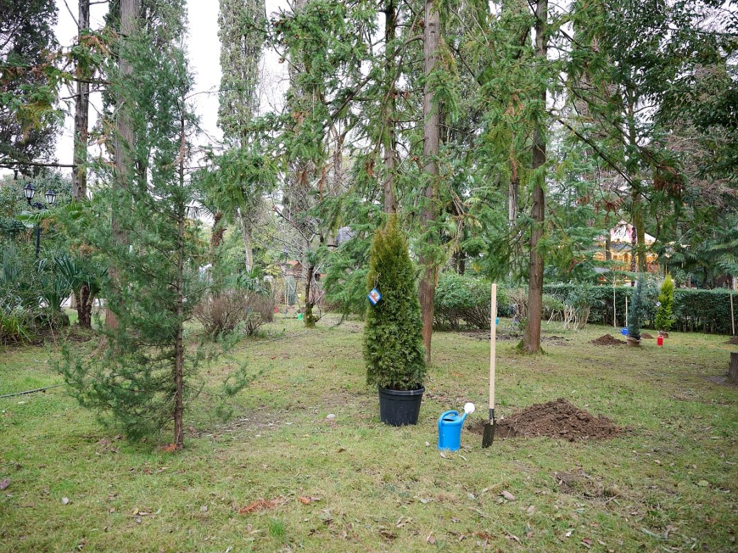 Отчет мэра: в Сочи за год высадили более 33 тысяч деревьев