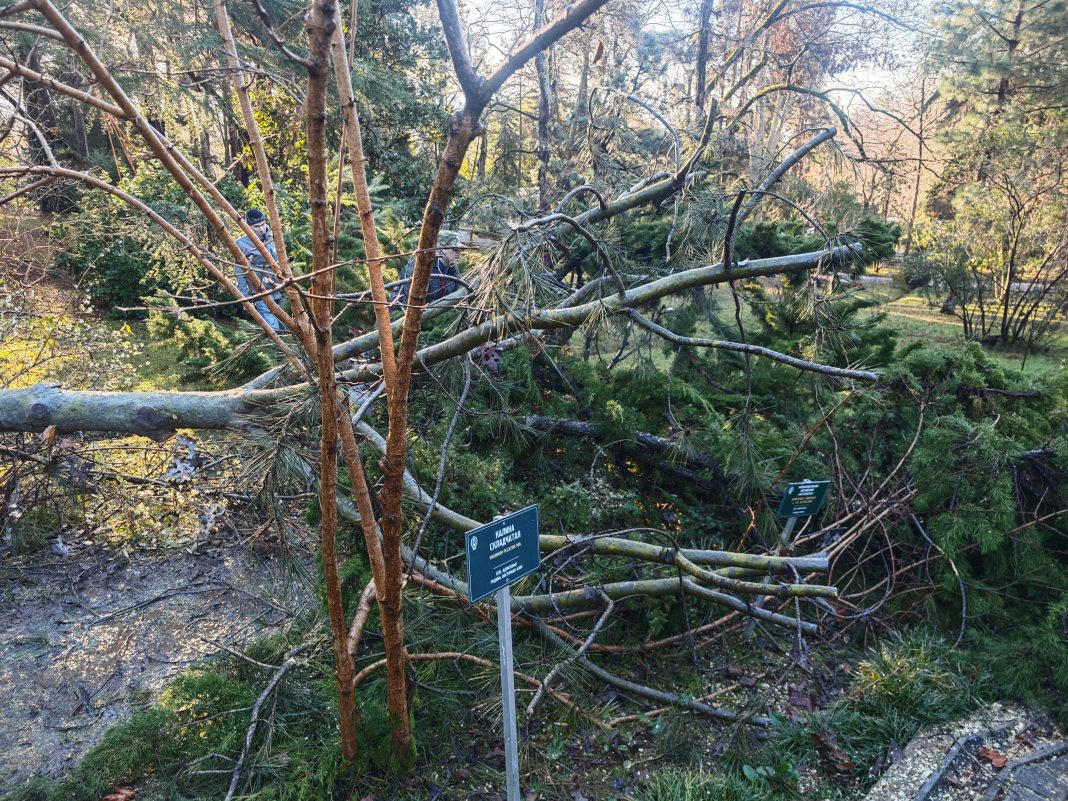 Вырванную ветром из земли сосну Жерарда и десятки других деревьев спасают в дендрарии Сочи