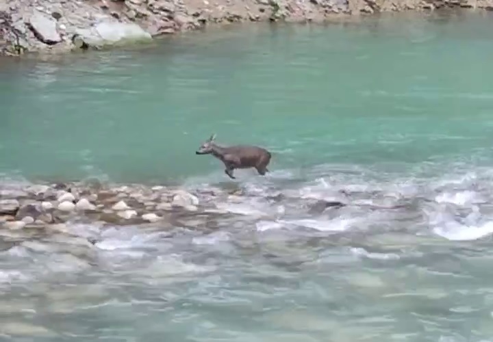 В Тисо-самшитовой роще сочинские туристы сняли на видео отважную косулю