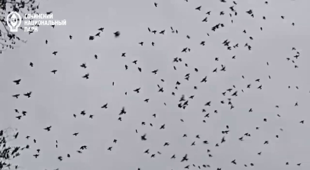 Явление мурмурации: почему над Сочи кружат тысячи маленьких птиц
