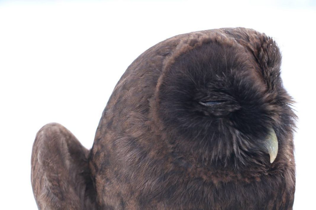 На горном курорте Сочи спасли необычную сову, врезавшуюся в окно