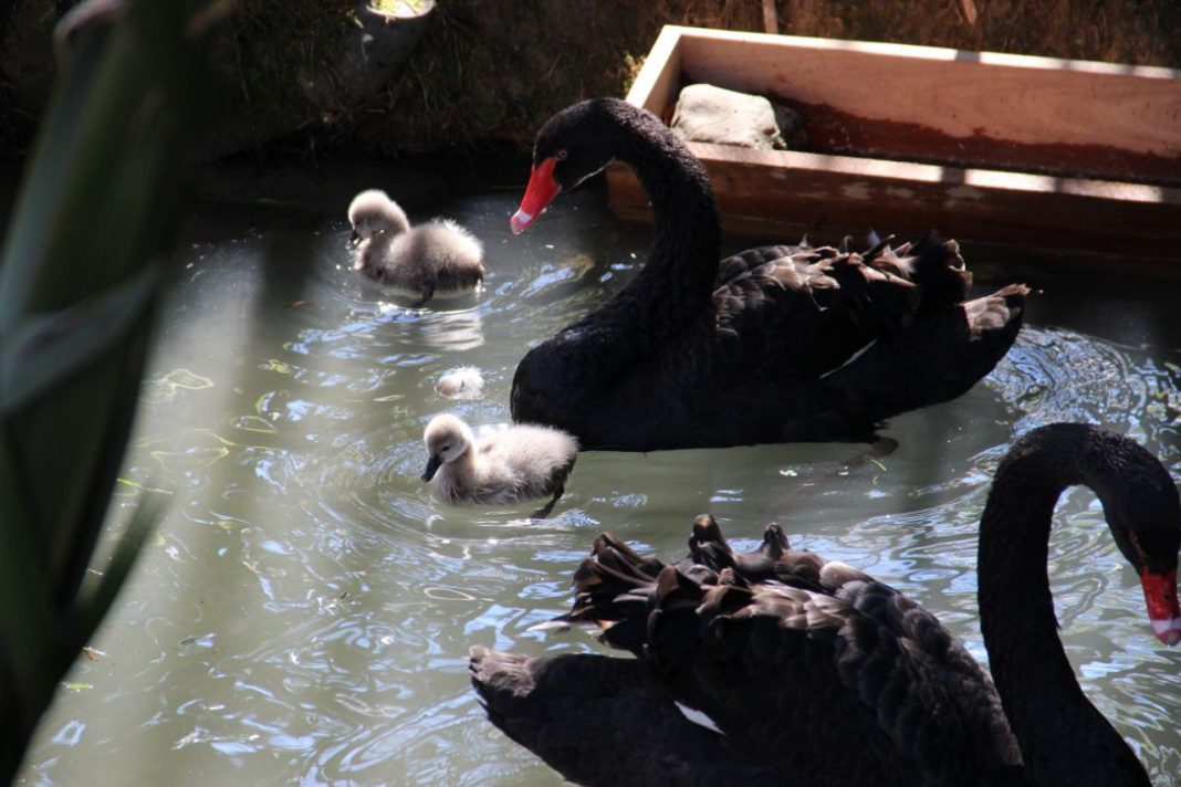 Подросших в «Дендрарий» детенышей черных лебедей показали в Сочи