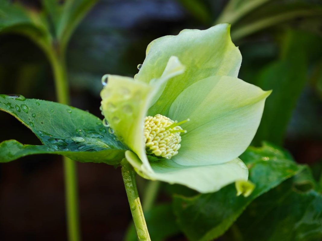 Январское чудо в Сочи: в Дендрарии распустились редкие первоцветы