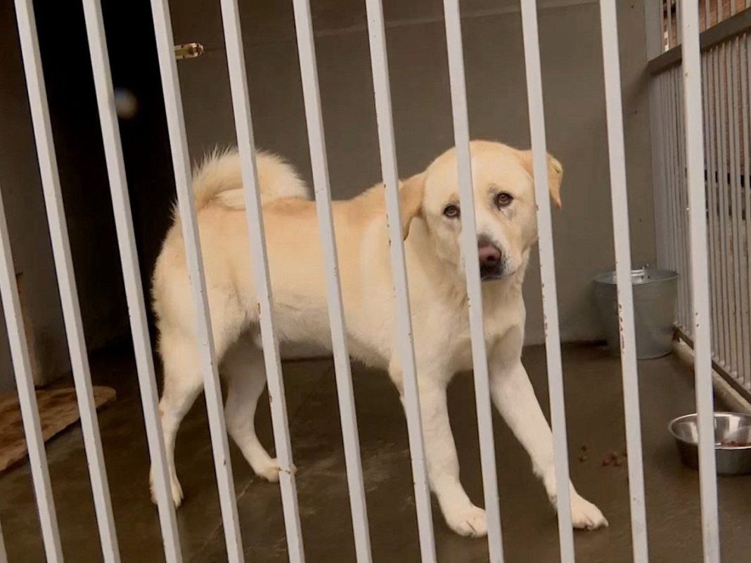 Более 1200 брошенных собак принял в 2025 году муниципальный приют Сочи