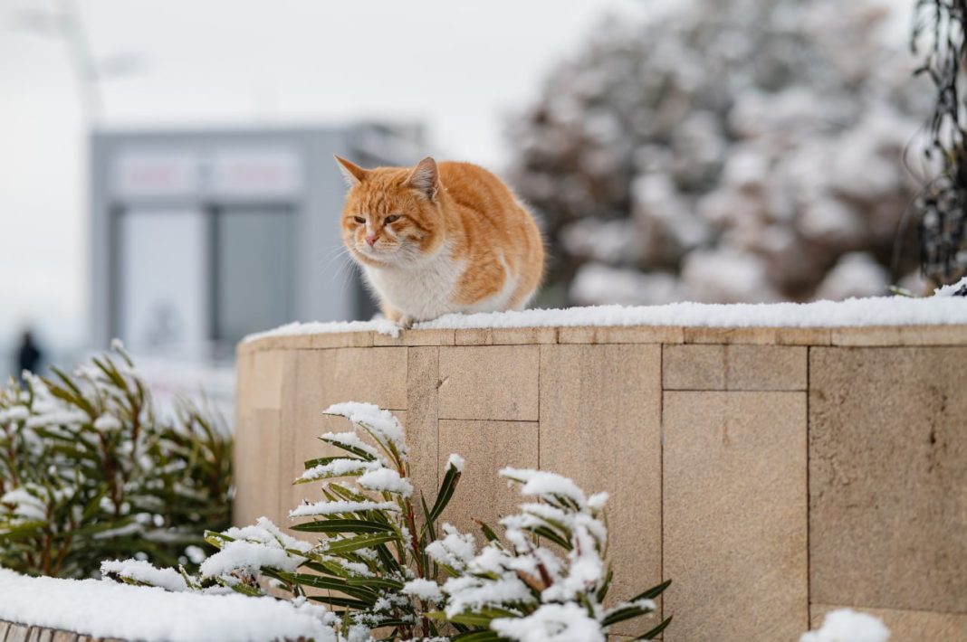 Погода в Сочи 17 и 18 января: будет ли снег