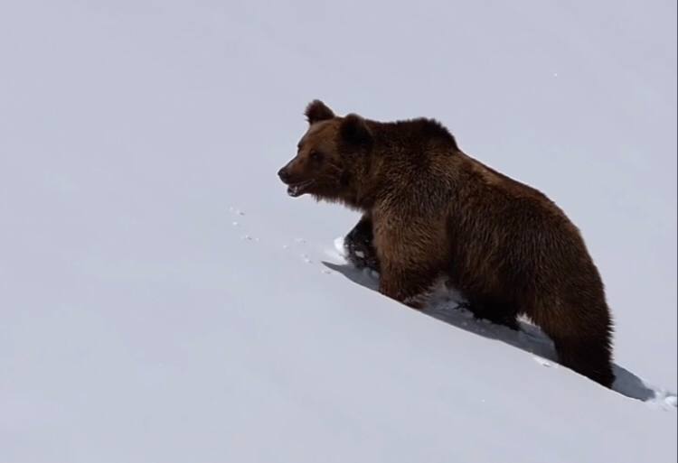 В горном кластере Сочи заметили косолапого гостя — видео