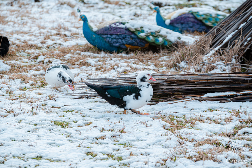 Орнитологический парк в Сириусе будет закрыт с 14 по 16 января