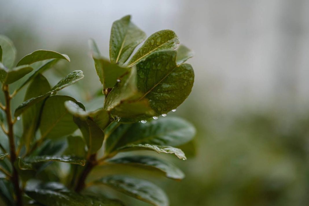 Погода в Сочи 24 и 25 января: ждать ли ухудшений