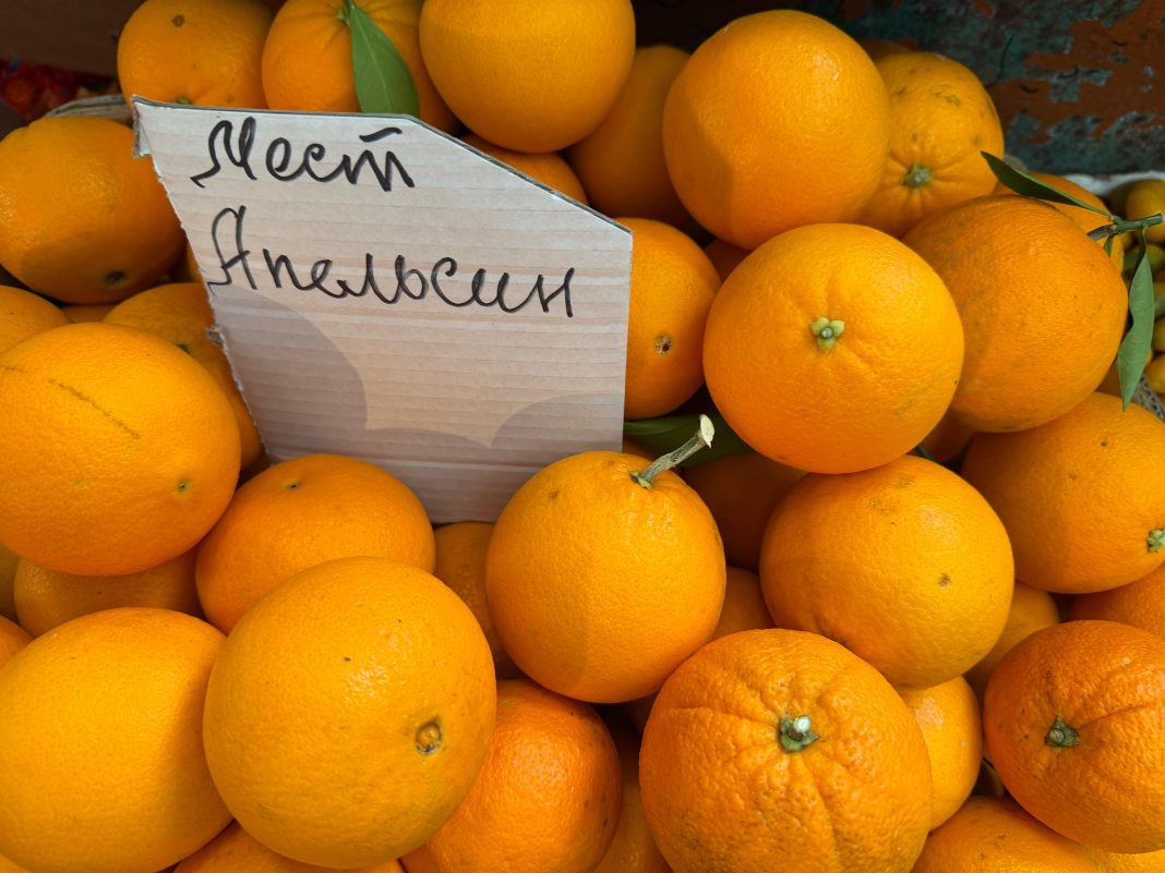 В столице Абхазии появится «Апельсиновая аллея»: вечнозелёный символ города и новая достопримечательность