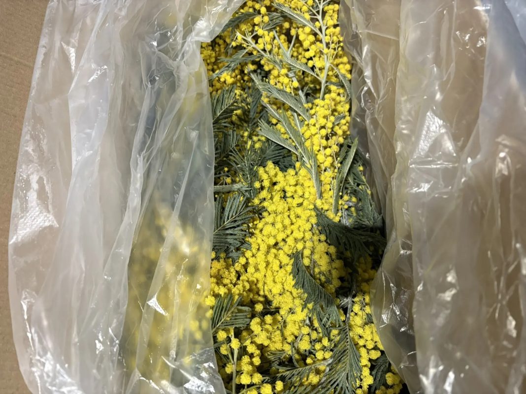 120 кг мимозы ввезли из Абхазии: это первая партия в 2026 году