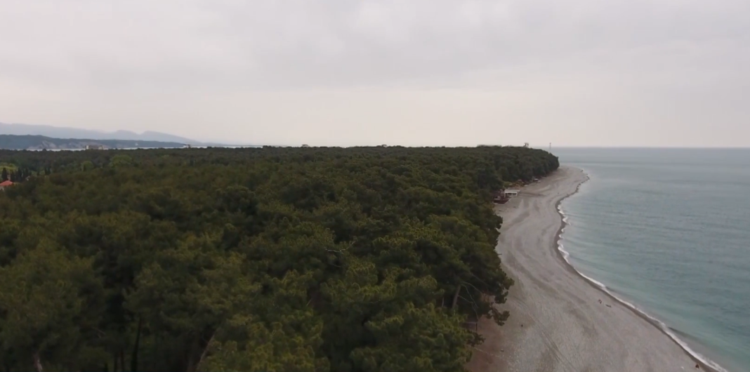 Ровно 100 лет назад был основан Пицундский заповедник — уникальный памятник природы Абхазии