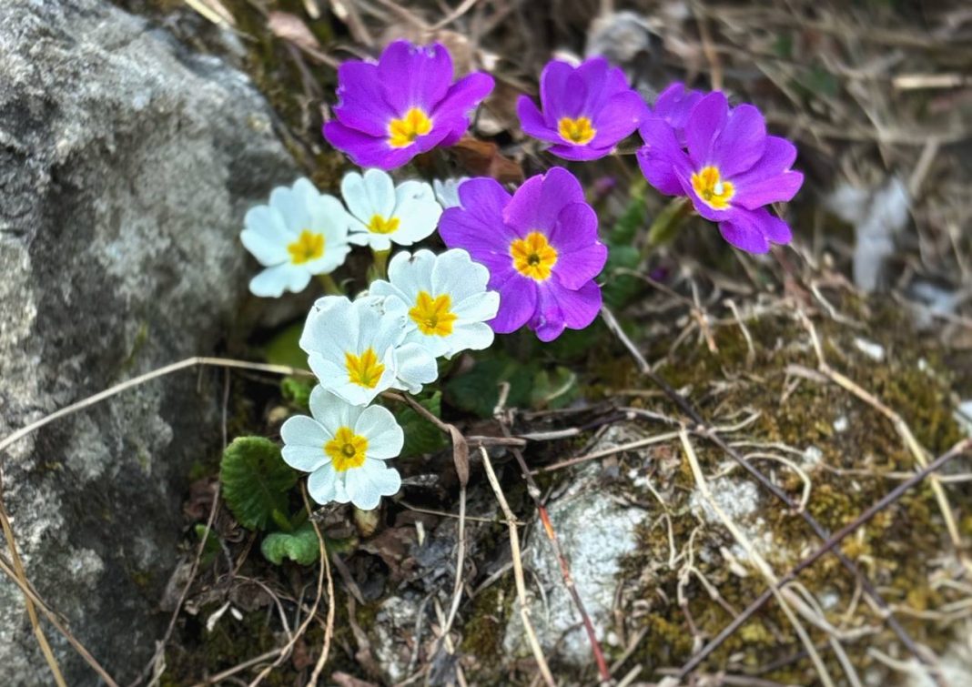 Кандык, морозник и подснежник: сочинский лес раскрыл свои первые краски