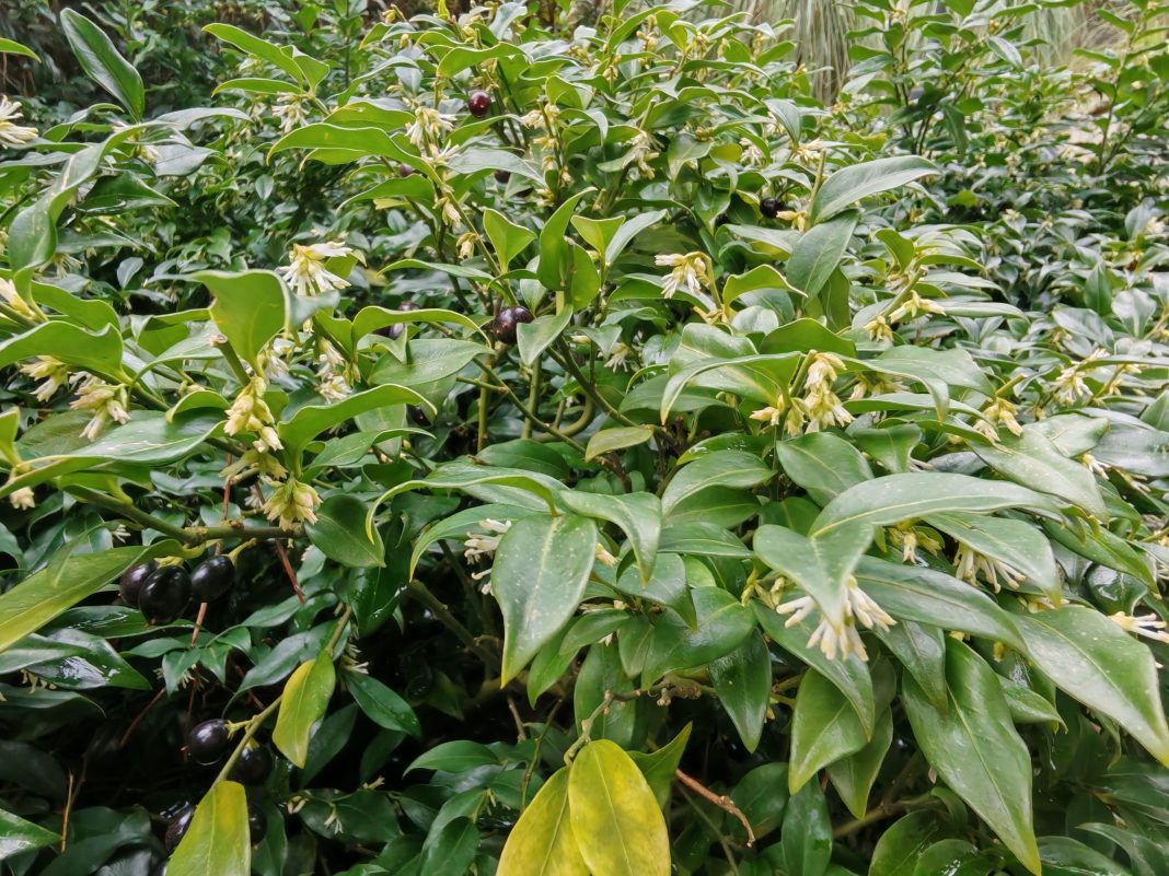 Скромный куст с громким ароматом: в Сочи зацвела саркококка