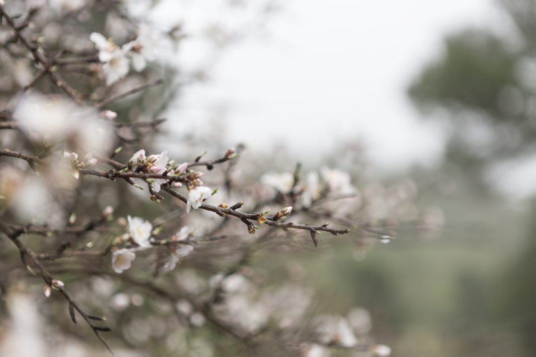 Весенняя стабильность: Сочи ждет «ровный» март без температурных качелей
