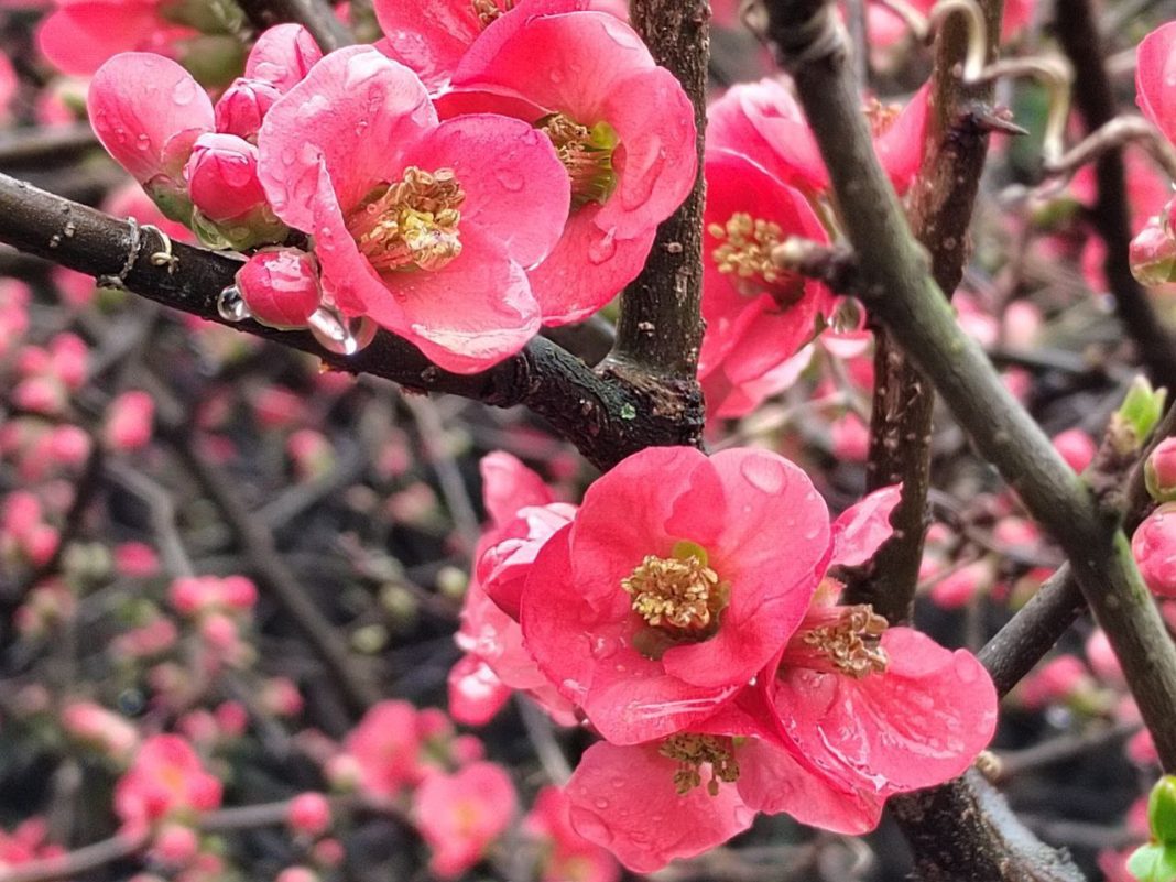 Подарок от дендропарка: четыре вида хеномелеса зацвели в Сочи