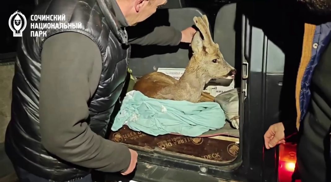 Видео спасения затравленной собаками косули опубликовал Сочинский нацпарк