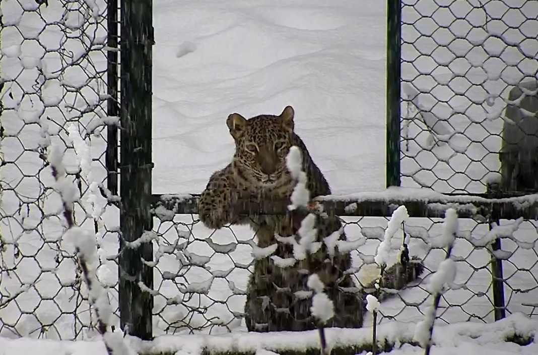 Центр восстановления леопарда в Сочи перейдет под управление Минприроды