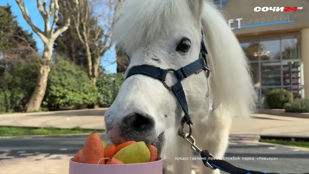 Сочинскому пони Динару исполнилось 18 лет
