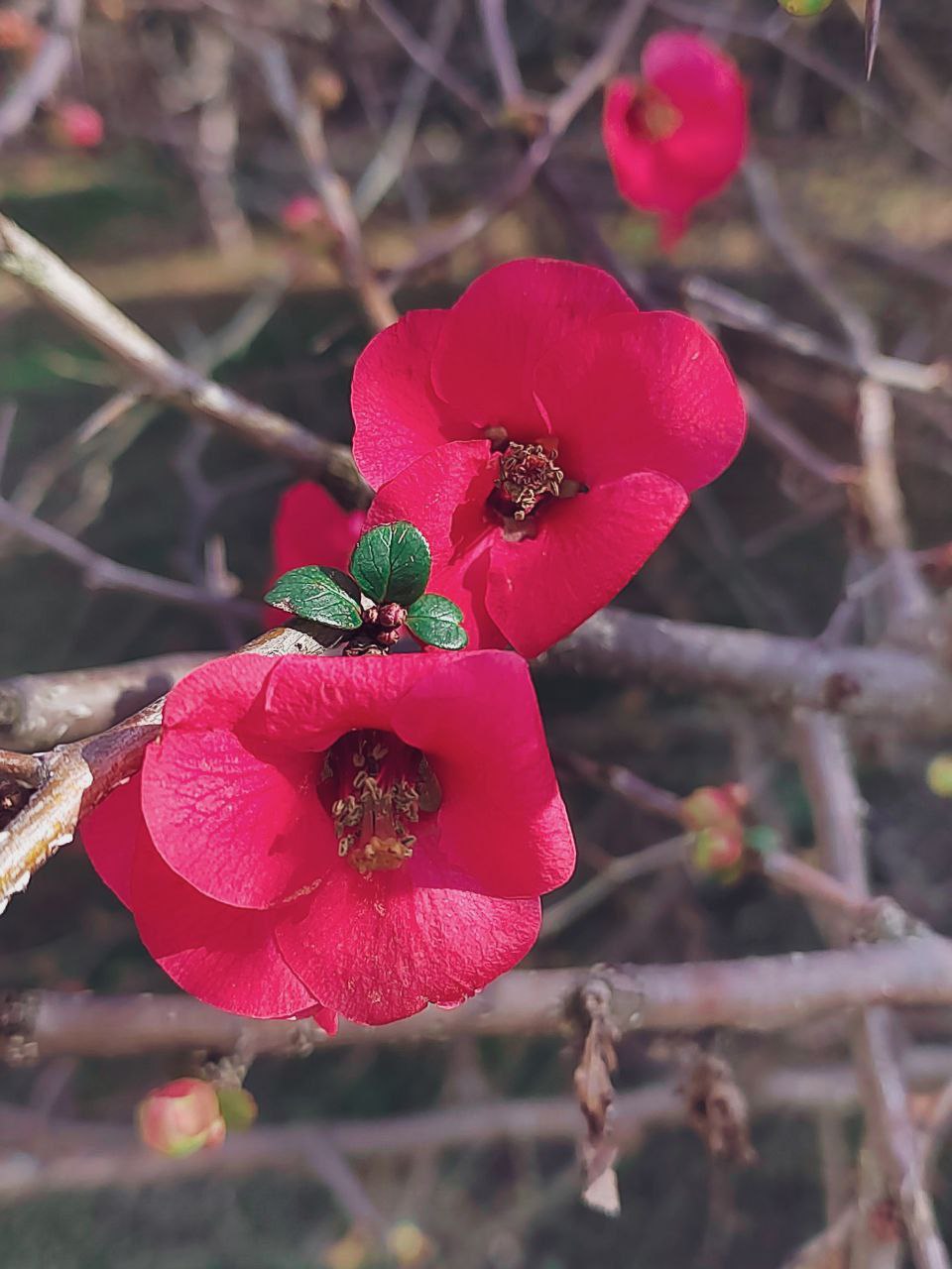 Февральское пробуждение: в Сочи зацвели камелии и хеномелесы