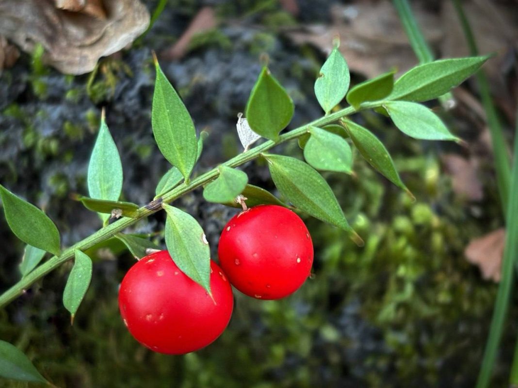 Реликтовые иглицы Сочи: древние растения могут исчезнуть из-за браконьеров