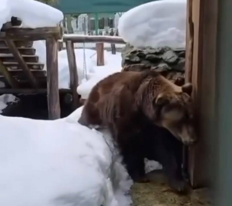 Сочинские географы показали медведя Винни, который вышел из спячки