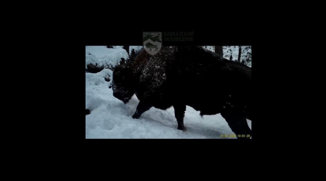 Фотоловушка поймала в кадр зубра в исторических местах обитания Кавказского заповедника — видео