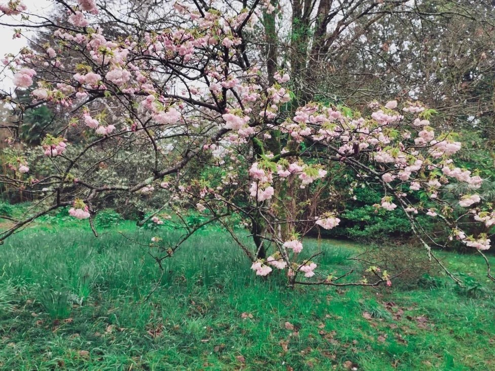 В сочинском дендропарке «Южные культуры» цветут японские вишни