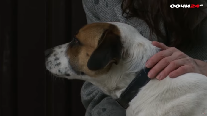 Нашли по горячим следам: в Сочи установили личность обидчика пса Рэкса