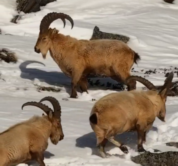 С высоты 2500 метров над Сочи: туры совершают опасные переходы, чтобы добраться до корма