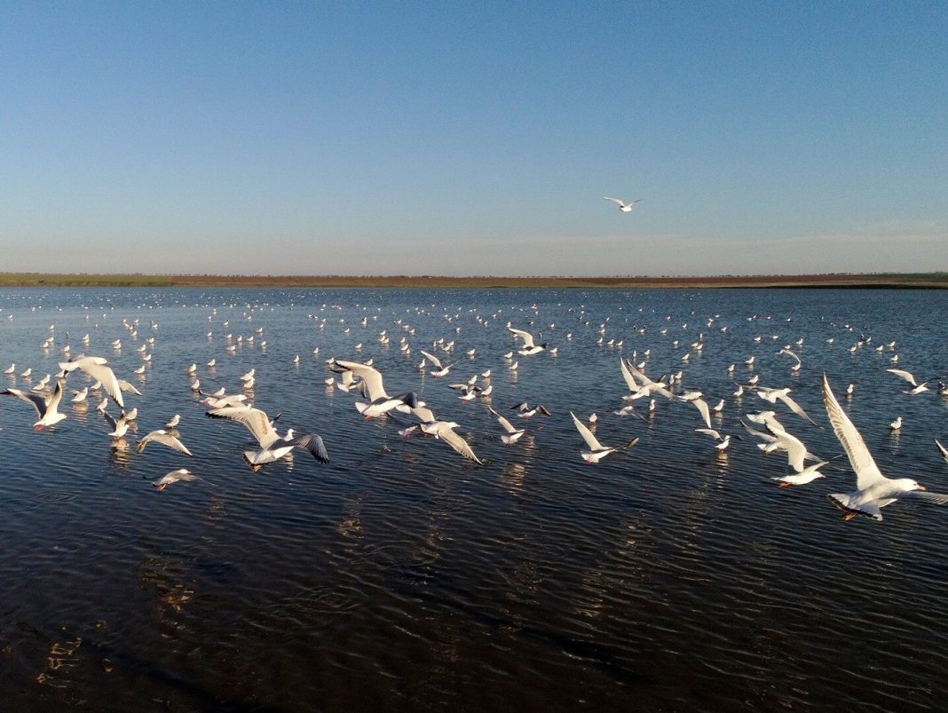 Ученый-орнитолог рассказал, почему на Черноморском побережье гибнут птицы