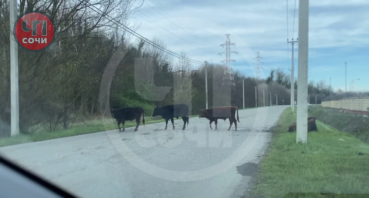 Неизвестный сбил стадо коров в Сочи и скрылся
