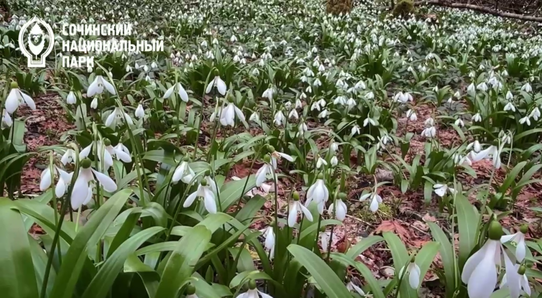 Сочинский нацпарк предупреждает: сбор диких цветов обернется крупными штрафами