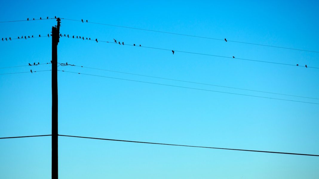 Два столба за два миллиона: в Сочи раскрыта схема обмана с переносом линии электропередач