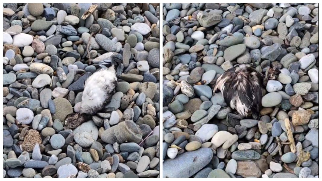 На побережье Сириуса зафиксирована массовая гибель птиц