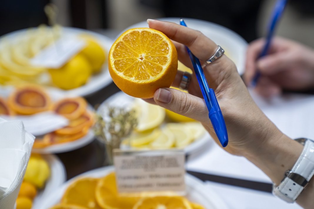 В Сочи представили крупнейшую в России коллекцию цитрусовых