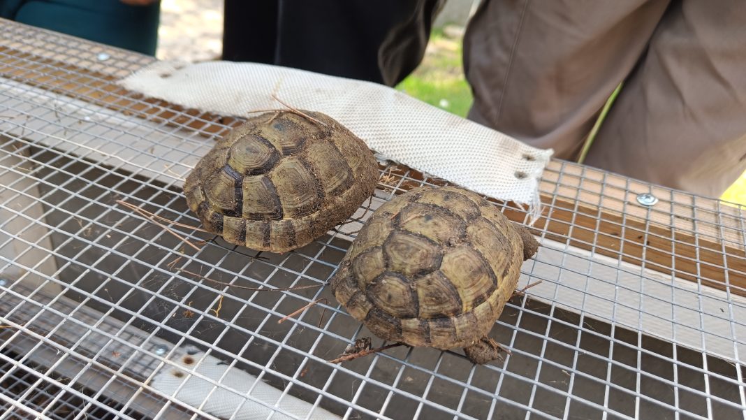 Проект «Возвращение черепахи»: в Сочи восстанавливают популяцию редких пресмыкающихся