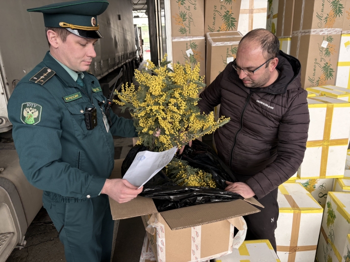 Тонны «золотой мимозы» везут в Россию через Сочи