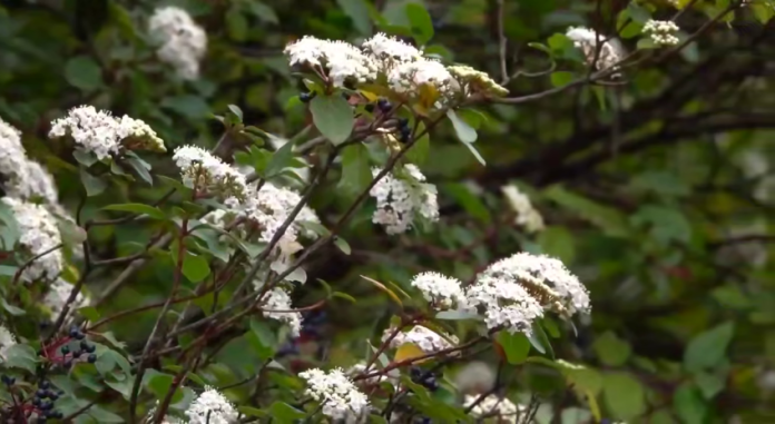 Сочинский март: город расцвёл в честь главного женского праздника