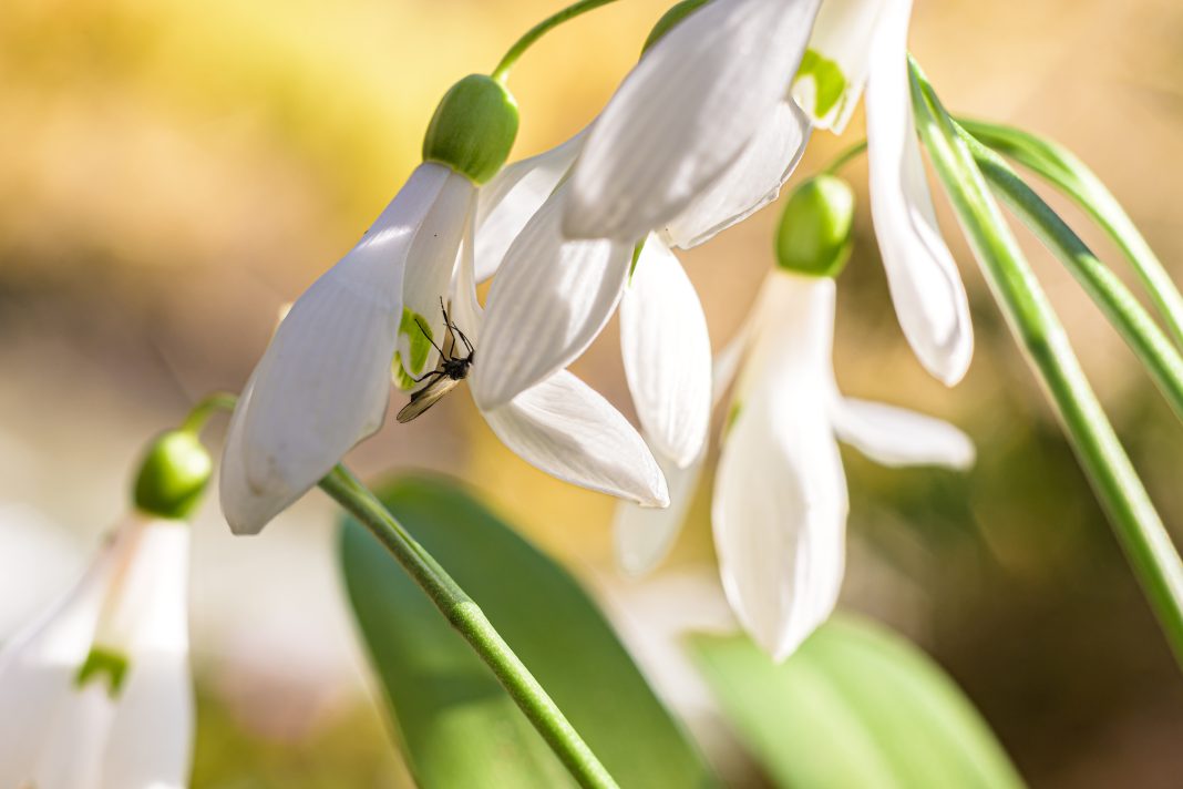 «ProCvet» на Черноморском побережье: в Сочи запустили программу спасения краснокнижных первоцветов