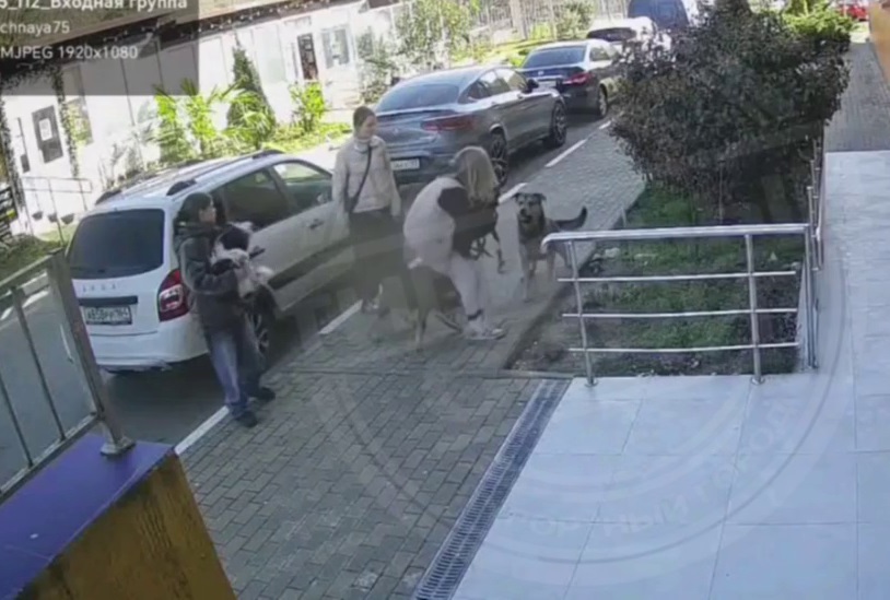 В Сочи начали проверку после нападения стаи собак на девочку и домашнего пса