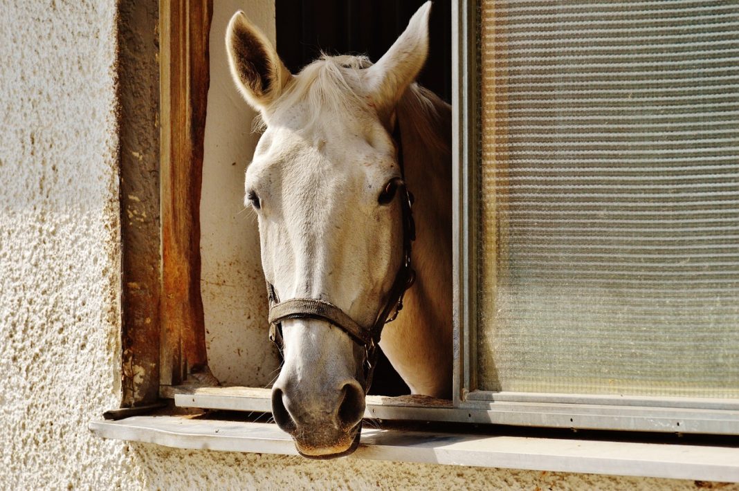 Неудачный заезд: лошадь подскользнулась и устроила погром в магазине в горах Сочи — видео
