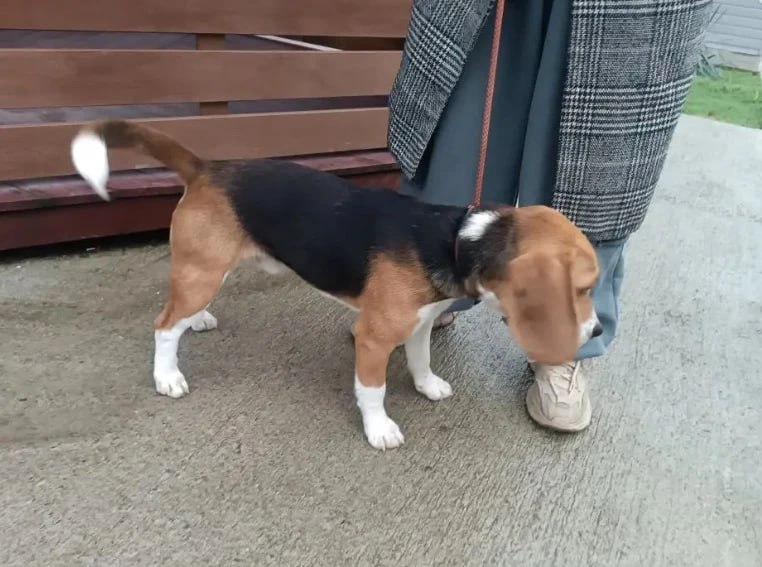 Породистые, ухоженные, но ничьи: специалисты объяснили рост числа бездомных животных в Сочи