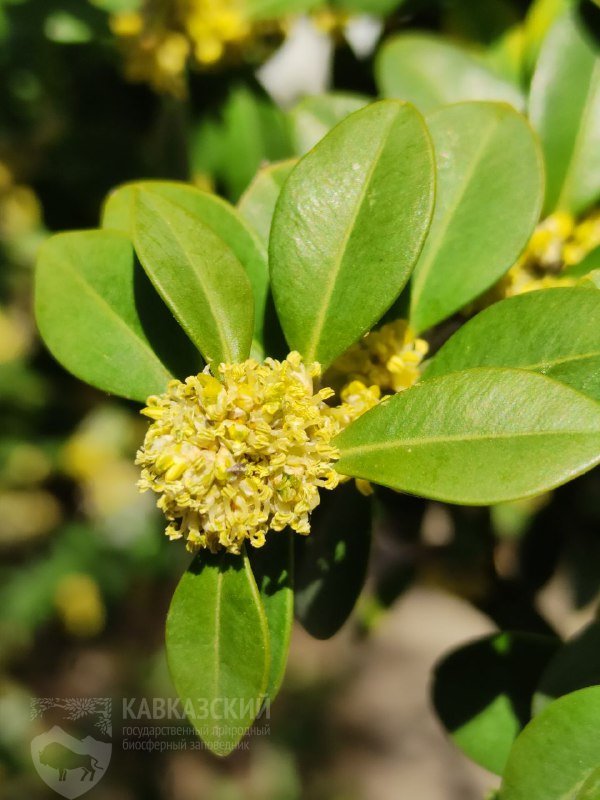 «Кавказская пальма»: в Сочи начался сезон цветения самшита