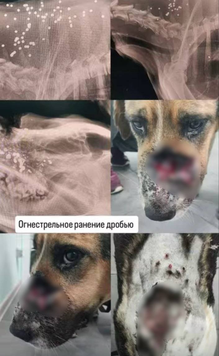 Жители Сочи требуют найти стрелявшего по стерилизованным собакам