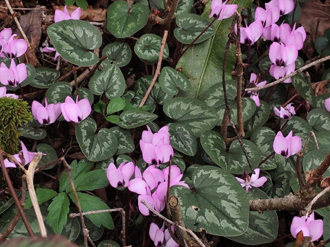 Тисо-самшитовая роща в Сочи встречает весну: зимовник уходит, цикламены цветут