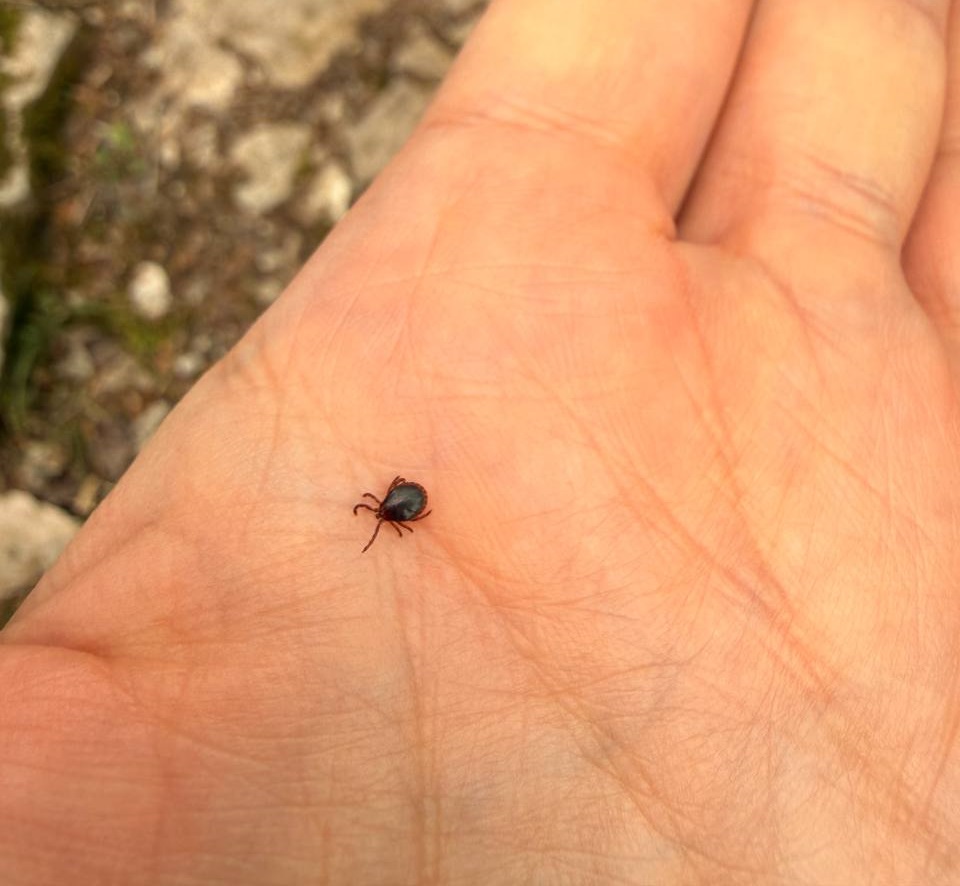 Боррелиоз вместо энцефалита: в Сочи отмечается сезонная активизация клещей