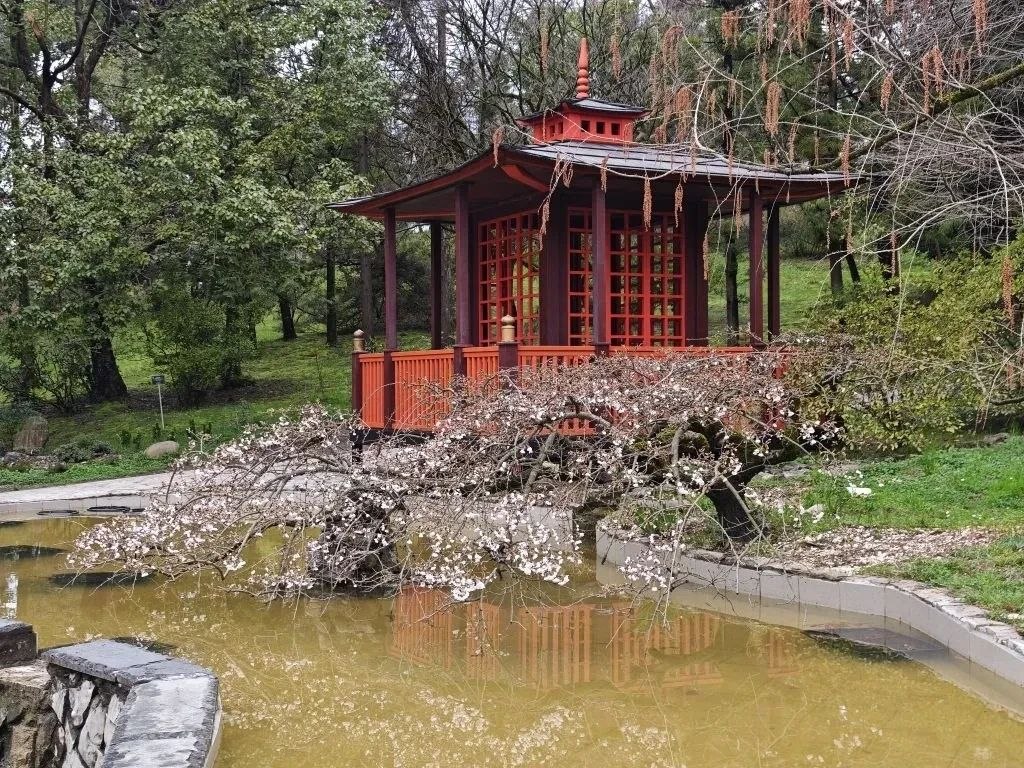 Чай, лекция и арфа под цветущей сакурой: в сочинском Дендрарии покажут весенний перформанс